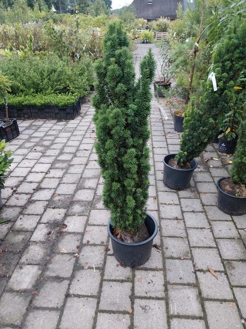 Taxus fastigiata 100-125 cm, Tuin en Terras, Planten | Struiken en Hagen, Taxus, Ophalen