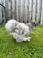 Zijdehoen haan, Dieren en Toebehoren, Pluimvee, Mannelijk, Kip