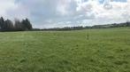 Weiland/ perceel gezocht, Dieren en Toebehoren, Weidegang