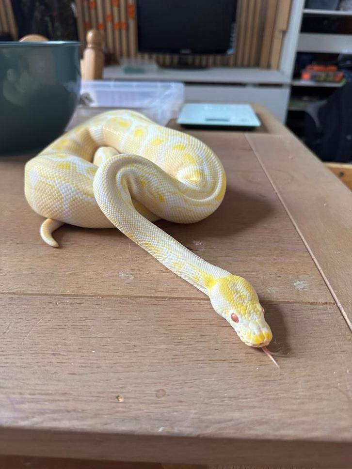 Koningspython regius vrouw 2019, Dieren en Toebehoren, Reptielen en Amfibieën, Slang, 3 tot 6 jaar, Met terrarium, Tam