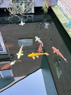 7 Koi karpers, Karper of Koi