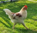 Groenlegger haan, Dieren en Toebehoren, Mannelijk, Kip