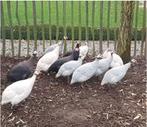 Parelhoen kuikens, Dieren en Toebehoren, Pluimvee, Meerdere dieren, Kip