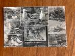 Vogels in de natuur op Ameland., Ophalen of Verzenden, 1960 tot 1980, Gelopen, Waddeneilanden