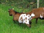 Prachtige driekleur jonge bok (Jan) te koop – dwerggeit, Dieren en Toebehoren, Schapen, Geiten en Varkens, Mannelijk, Geit, 0 tot 2 jaar
