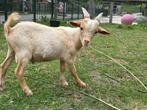 Lieve bokjes te koop, Dieren en Toebehoren, Schapen, Geiten en Varkens, Mannelijk, Geit
