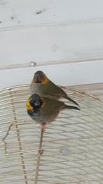 Cubavink pop 2025, Dieren en Toebehoren, Vogels | Overige Vogels, Vrouwelijk, Tropenvogel