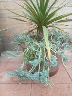 KOOLPALM CORDYLINE  IN GROTE TERRACOTTA  AARDEWERK POT, Tuin en Terras, Bloempotten, Ophalen, Gebruikt, 40 cm of meer, Rond