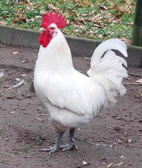 “Restaurant kuikens”? Ik broed ze voor u uit!, Dieren en Toebehoren, Pluimvee, Kip, Meerdere dieren