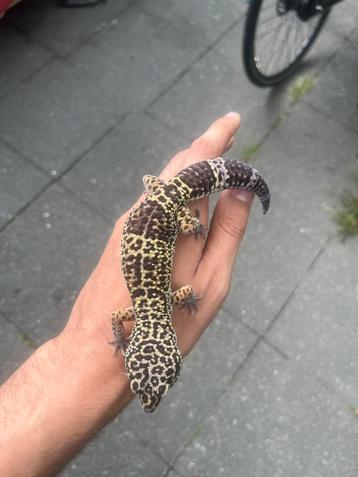 1.0 black night cross tangerine luipaardgekko beschikbaar voor biedingen