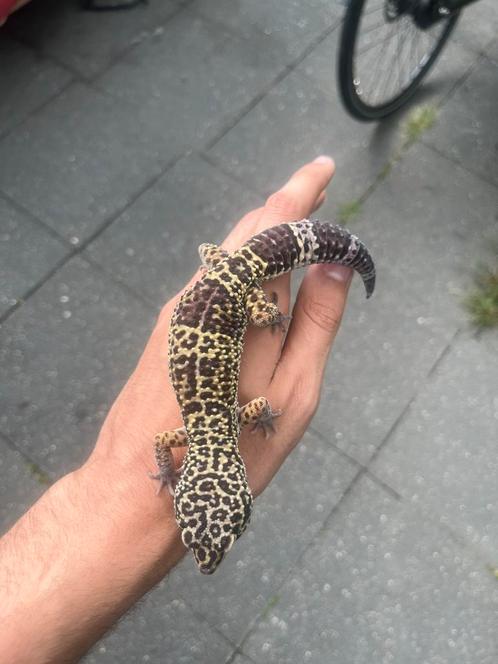 1.0 black night cross tangerine luipaardgekko, Dieren en Toebehoren, Reptielen en Amfibieën, Hagedis, 0 tot 2 jaar, Tam
