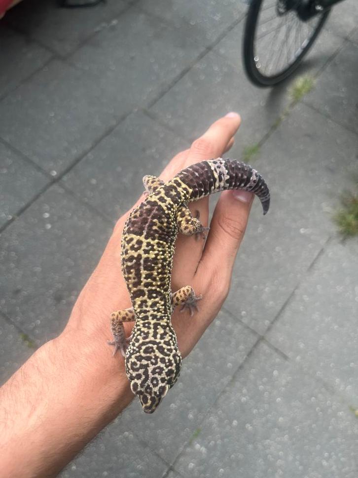 1.0 black night cross tangerine luipaardgekko, Dieren en Toebehoren, Reptielen en Amfibieën, Hagedis, 0 tot 2 jaar, Tam