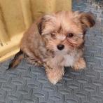Chihuahua / Bolonka puppy's beschikbaar, CDV (hondenziekte), 8 tot 15 weken, Meerdere, Meerdere dieren