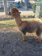 Te koop alpaca dekhengst, Dieren en Toebehoren, Juni, Mannelijk
