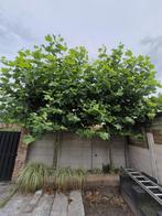 Lei lindeboom, Ophalen, Leiboom, Halfschaduw, 250 tot 400 cm