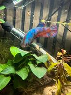 Betta vrouwtje volwassen, Vis, Zoetwatervis