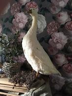 Opgezette gans (taxidermie), Antiek en Kunst, Curiosa en Brocante, Ophalen
