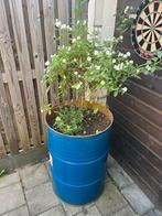 Leuke boom in industrieel vat, Ophalen