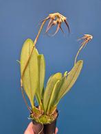Orchidee Bulbophyllum rothschildiana p9 (3), Huis en Inrichting, Kamerplanten, Ophalen of Verzenden, Halfschaduw, Minder dan 100 cm