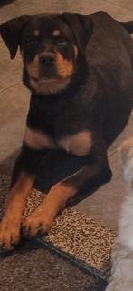 rotweiler teef, Dieren en Toebehoren, Rabiës (hondsdolheid), 15 weken tot 1 jaar, Teef, Eén hond