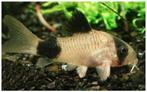 corydora panda, Dieren en Toebehoren, Vissen | Aquariumvissen, Vis, Zoetwatervis, Schoolvis