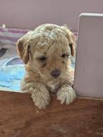Maltipoo pups, Overige rassen, 8 tot 15 weken, Meerdere, Meerdere dieren