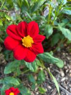 Dahlia knollen, Tuin en Terras, Bloembollen en Zaden, Ophalen of Verzenden, Volle zon, Knol