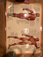 Poster menselijk lichaam (spieren), Ophalen, Rechthoekig Liggend, Zo goed als nieuw, Canvas of Doek