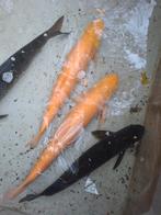 Koi karpers vijvervissen (albino) graskarpers 4 stuks, Dieren en Toebehoren, Vissen | Vijvervissen, Karper of Koi