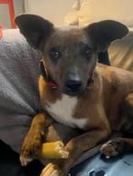 Deze lieverd zoekt een lief baasje!, Dieren en Toebehoren, Honden | Niet-rashonden, 6 jaar of ouder, Particulier, Buitenland, Teef