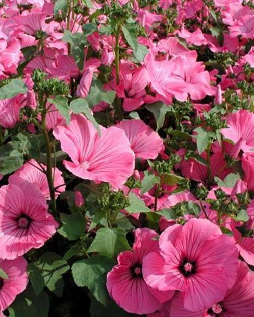 Lavatera, Tuin en Terras, Planten | Tuinplanten, Eenjarig, Overige soorten, Volle zon, Zomer, Ophalen