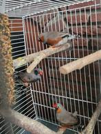 Zebravinken inclusief kooi, Meerdere dieren