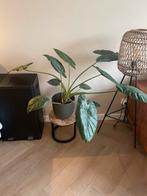 Olifantsoor plant met pot, Huis en Inrichting, Kamerplanten, Ophalen, Overige soorten, Halfschaduw, In pot