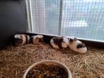 Prachtig nestje CH caviaatjes te reserveren, Cavia, Juni, Meerdere dieren, Tam