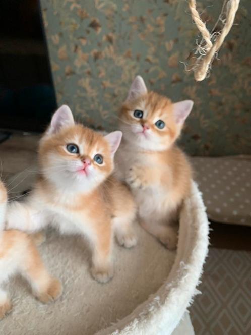Uniek British Black Golden Tabby Spotted, Dieren en Toebehoren, Katten en Kittens | Raskatten | Korthaar, Meerdere dieren, Met stamboom