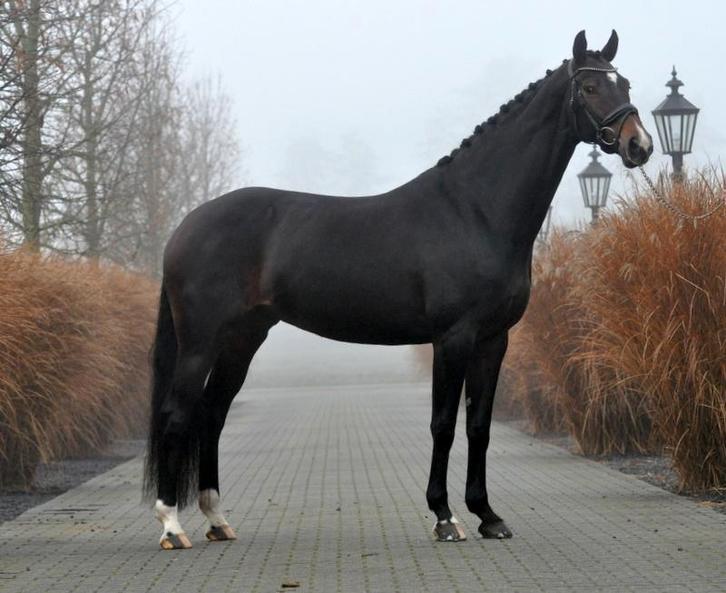 8 jarige stermerrie, Dieren en Toebehoren, Paarden, Merrie, L, 165 tot 170 cm, 7 tot 10 jaar, Dressuurpaard, Met stamboom, Gechipt