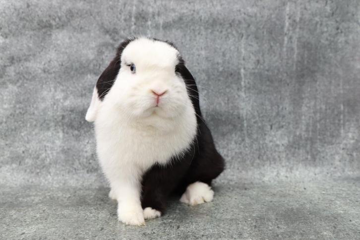 Mooie en raszuivere hangoordwerg voedster *NIET VOOR FOK!*, Dieren en Toebehoren, Konijnen, Dwerg, Vrouwelijk, 0 tot 2 jaar, Hangoor
