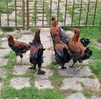 6 jonge hanen, Dieren en Toebehoren, Mannelijk, Kip