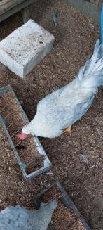 Opal lavender legbar, Dieren en Toebehoren, Mannelijk, Kip