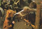 Paarden Paard Mooie oude gelopen AK "De Elf Provinciën", Ophalen of Verzenden, 1980 tot heden, Gelopen, Paard