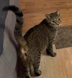 Poes en 2 kittens gratis ophalen, Dieren en Toebehoren, Katten en Kittens | Overige Katten, Poes, Kortharig, 0 tot 2 jaar
