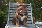 New English bulldog dekreu, Dieren en Toebehoren, België, Fokker | Hobbymatig, Rabiës (hondsdolheid), Reu