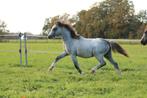 Welsh A Pony's hengst en merrie veulen, Dieren en Toebehoren, Pony's, Meerdere dieren, A pony (tot 1.17m), Gechipt, 0 tot 2 jaar