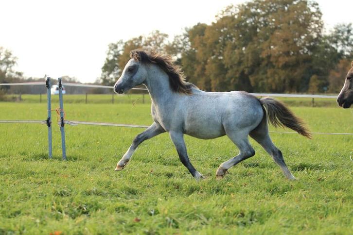 Welsh A Pony's hengst en merrie veulen, Dieren en Toebehoren, Pony's, Meerdere dieren, A pony (tot 1.17m), 0 tot 2 jaar, Met stamboom