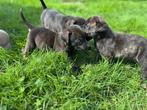 Boerboel x labrador pups te koop, Dieren en Toebehoren, Overige rassen, 8 tot 15 weken, Meerdere, Meerdere dieren