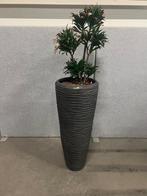 Natuurlijke bloem met pot, H190 cm, 1 stuk, Verzenden