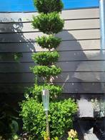 Bonsai vormsnoei boom, Tuin en Terras, Planten | Bomen, Ophalen of Verzenden, Volle zon, Overige soorten, Minder dan 100 cm