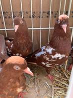 Ned. Hoogvliegers  3 koppels, Dieren en Toebehoren, Vogels | Duiven, Meerdere dieren, Overige soorten