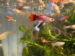 Gemengde guppy’s, Vis, Zoetwatervis, Schoolvis