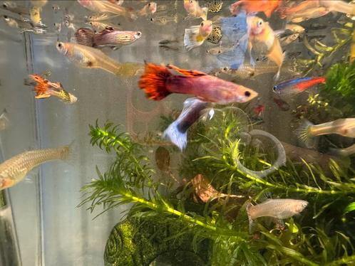 Gemengde guppy’s, Dieren en Toebehoren, Vissen | Aquariumvissen, Zoetwatervis, Vis, Schoolvis